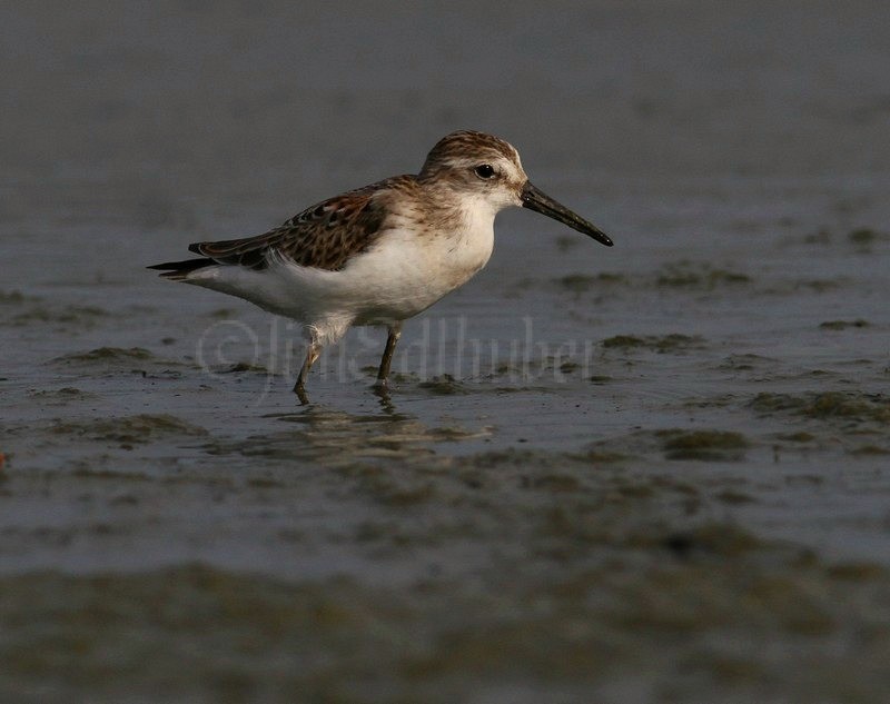 Western Sandpiper