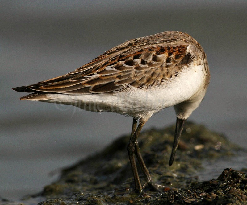 Western Sandpiper