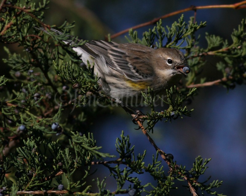 Yellow-rumped Warbler