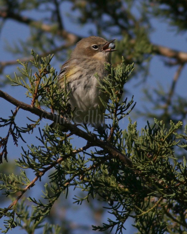 Yellow-rumped Warbler