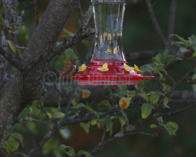 Rufous Hummingbird