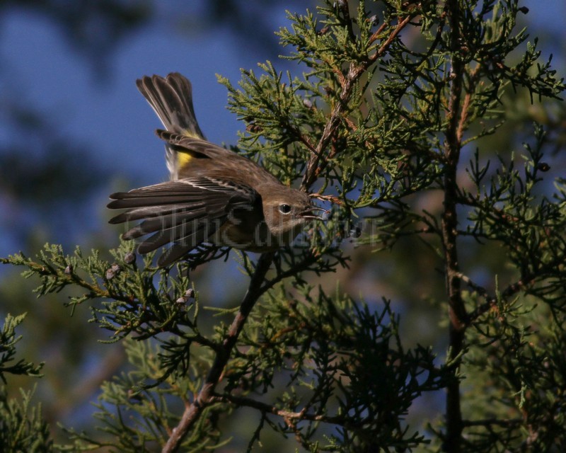 Yellow-rumped Warbler