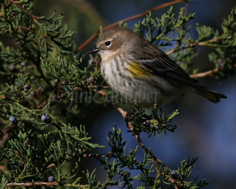 Yellow-rumped Warbler