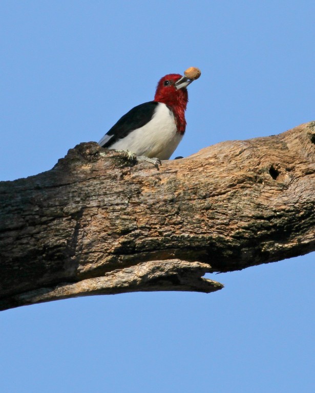 Red-headed Woodpecker just finished breaking apart the acorn with its bill in tree limb packet