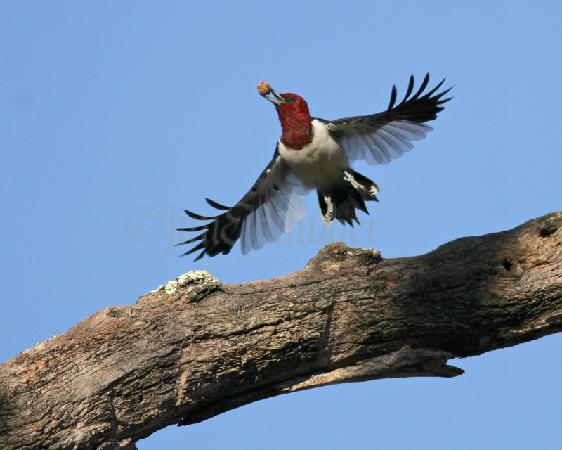 Red-headed Woodpecker takes flight to a nearby tree limb to hide the acorn piece behind bark