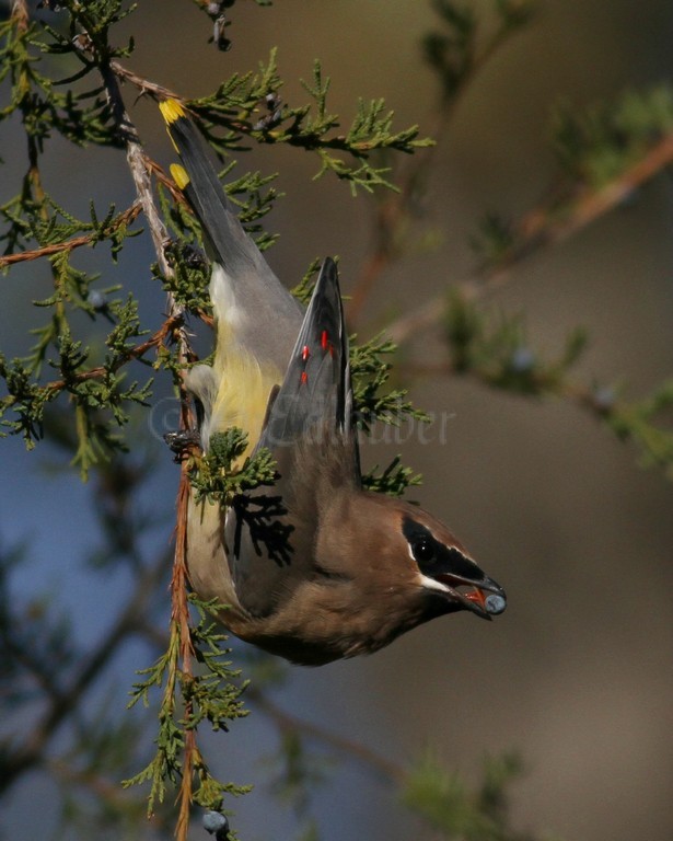 Cedar Waxwing