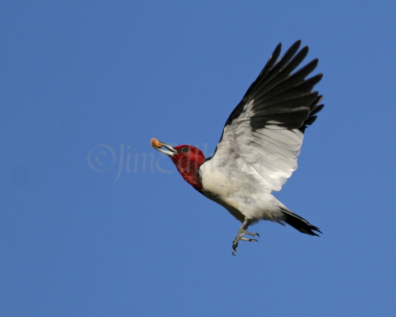 Red-headed Woodpecker takes flight to a nearby tree limb to hide the acorn piece behind bark