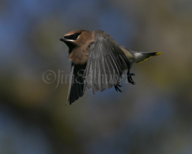 Cedar Waxwing