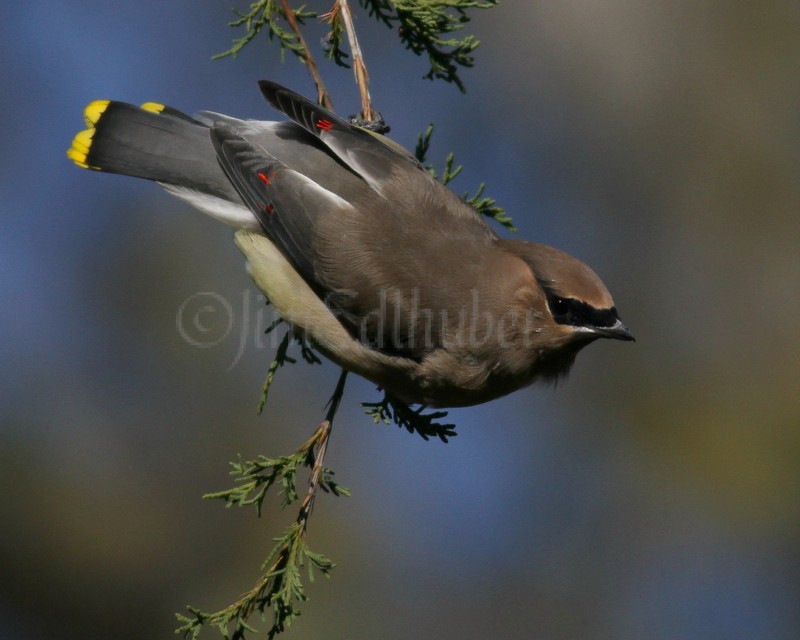 Cedar Waxwing