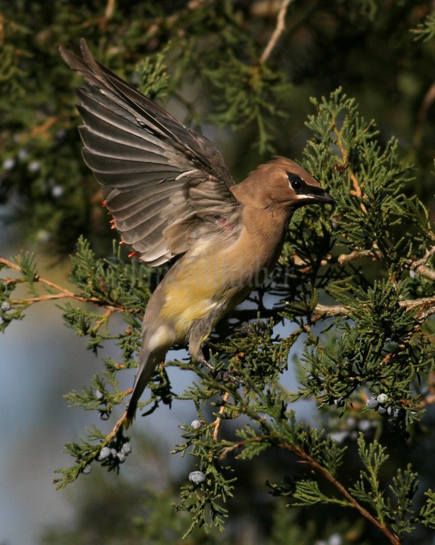 Cedar Waxwing