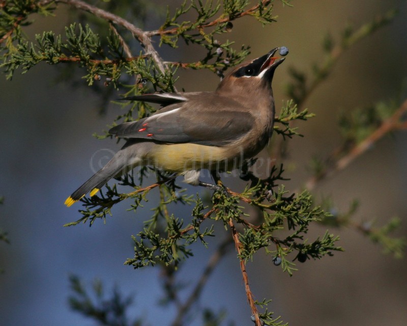 Cedar Waxwing