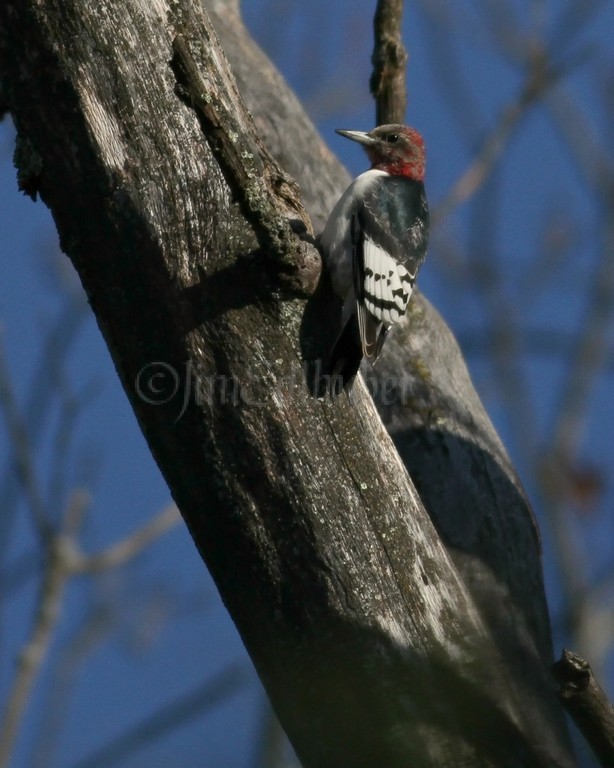 Juvenile Red-headed Woodpecker just after storing an acorn piece in tree cavity