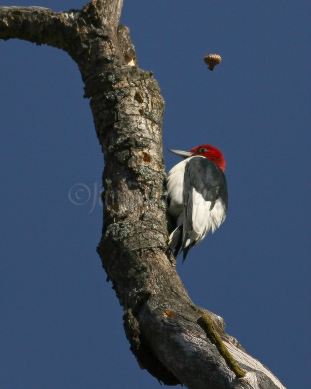 Adult Red-headed Woodpecker after removing acorn cap by striking it