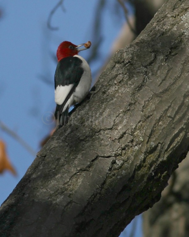 Adult Red-headed Woodpecker with acorn
