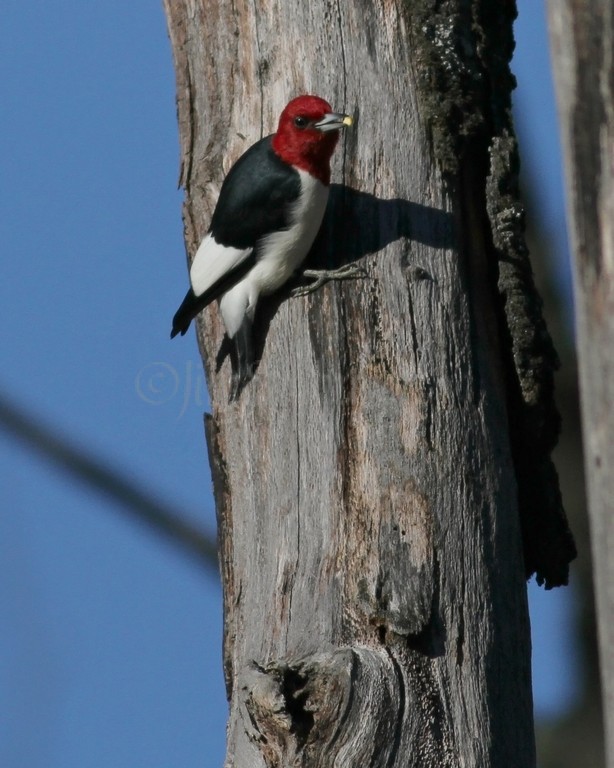 Adult Red-headed Woodpecker with acorn piece