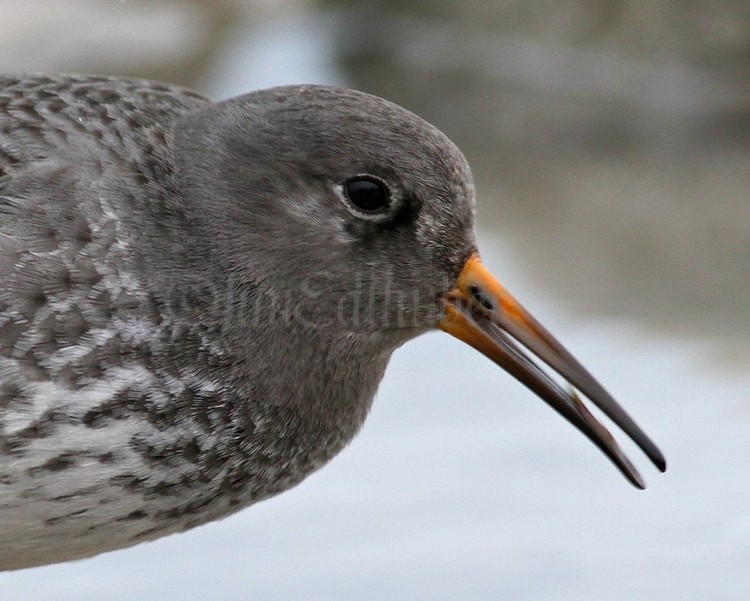 Purple Sandpipers, Wind Point Racine, December 13, 2012