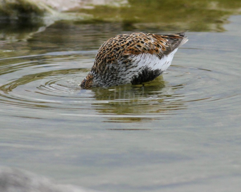 Dunlin