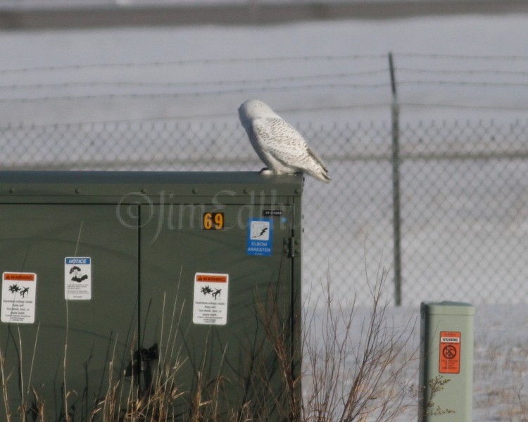 Snowy Owl #1 Waukesha Co Airport 1/15/2014