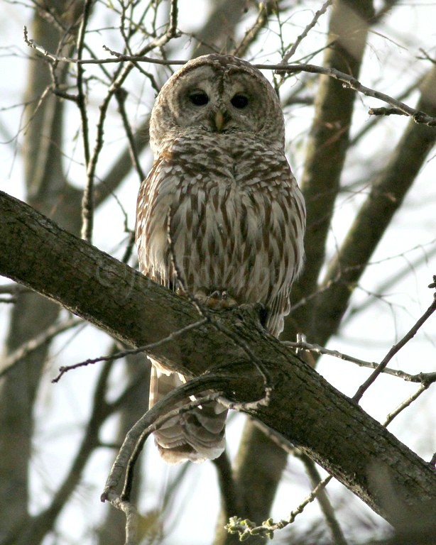 Barred Owl Adult