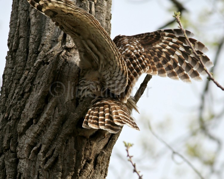 Adult coming in to nest cavity to feed a juvenile.