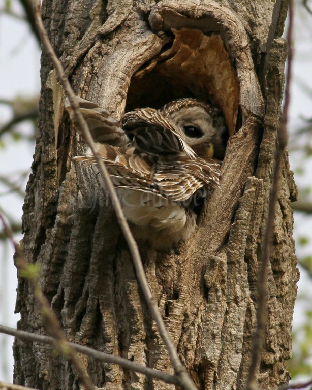 Adult turning around in nest cavity.