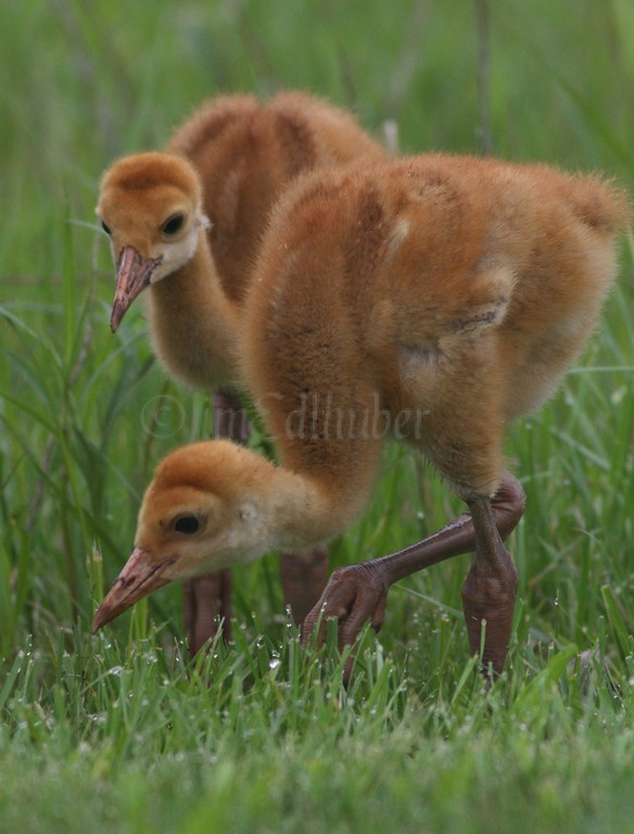 Sandhill Cranes Colts, Waukesha County WI. May 19, 2011