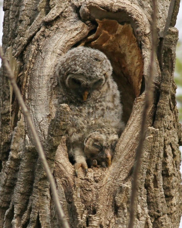 2 Juveniles in nest cavity.