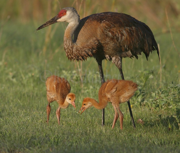 Sandhill Cranes with Colts, Waukesha County WI. May 19, 2011