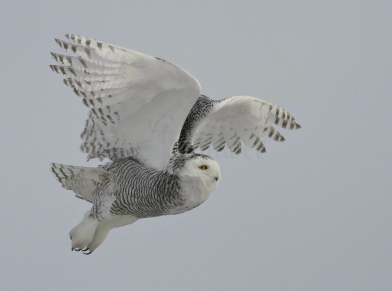 Snowy Owl Waukesha County Airport, January 22, 2014 - Window to ...