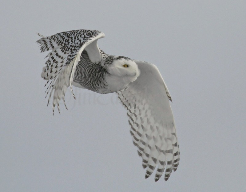 Snowy Owl Waukesha County Airport, January 22, 2014 - Window to ...