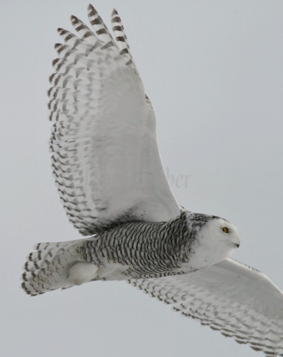 Snowy Owl Waukesha County Airport, January 22, 2014 - Window to ...