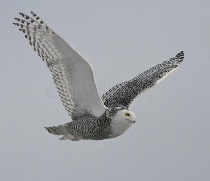 Snowy Owl Waukesha County Airport, January 22, 2014 - Window to ...