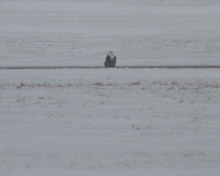 Snowy Owl #2 Waukesha Co Airport 1/16/2014, on the runway.