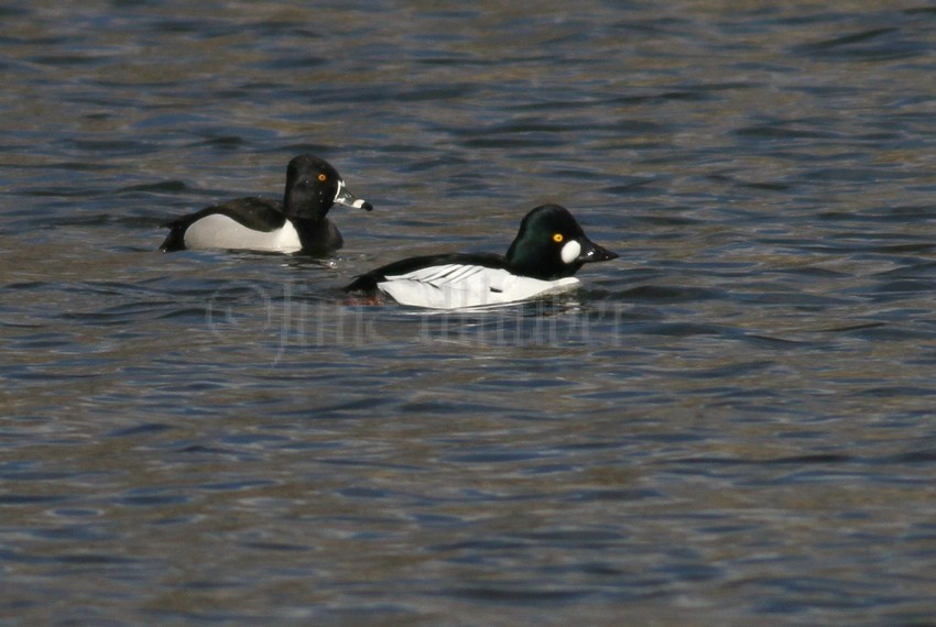 Ring-necked Duck - M, Common Goldeneye - M in front
