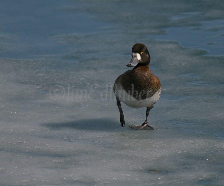 Greater Scaup - Female walking on ice - Milwaukee River Mouth / Lake Michigan Lakefront