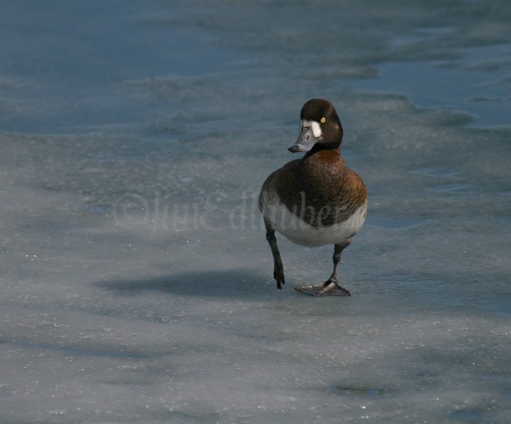 Greater Scaup - Female walking on ice - Milwaukee River Mouth / Lake Michigan Lakefront, February 2, 2014