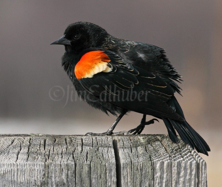 Red-winged Blackbird - M