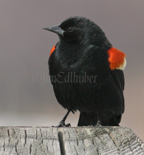 Red-winged Blackbird - M