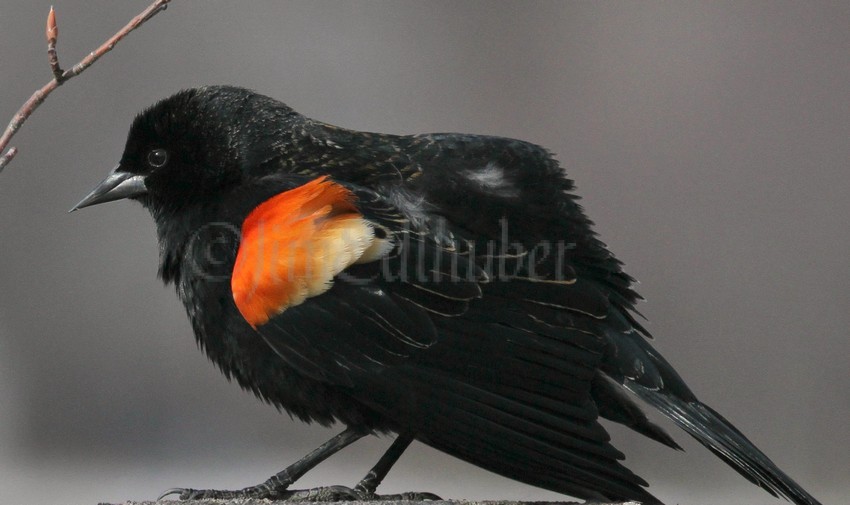 Red-winged Blackbird - M