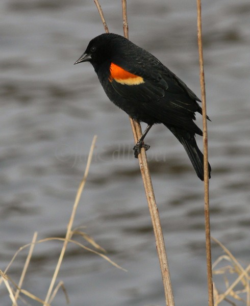 Red-winged Blackbird - M