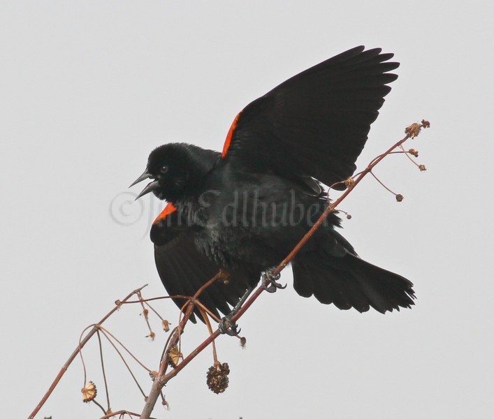 Red-winged Blackbird - M - displaying