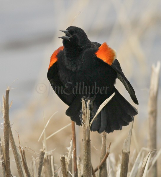 Red-winged Blackbird - M - displaying