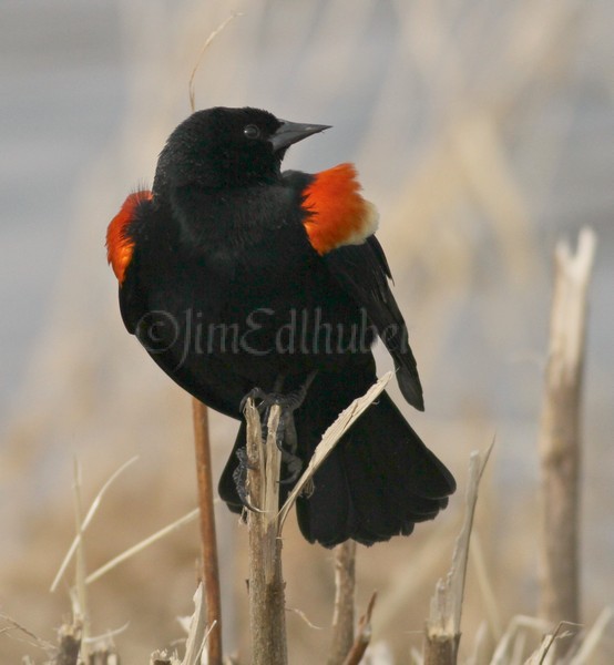 Red-winged Blackbird - M - displaying