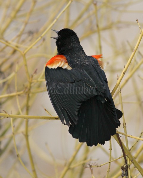 Red-winged Blackbird - M - displaying