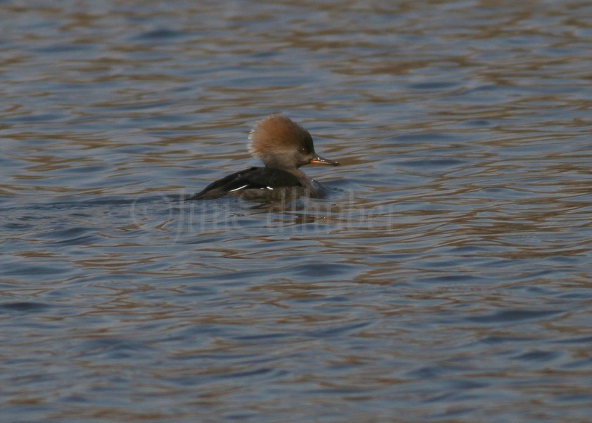 Hooded Merganser - F 