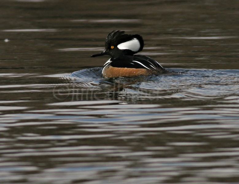 Hooded Merganser - M (crest down) - F