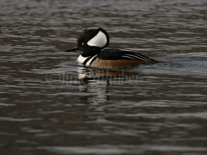 Hooded Merganser - M (crest up)