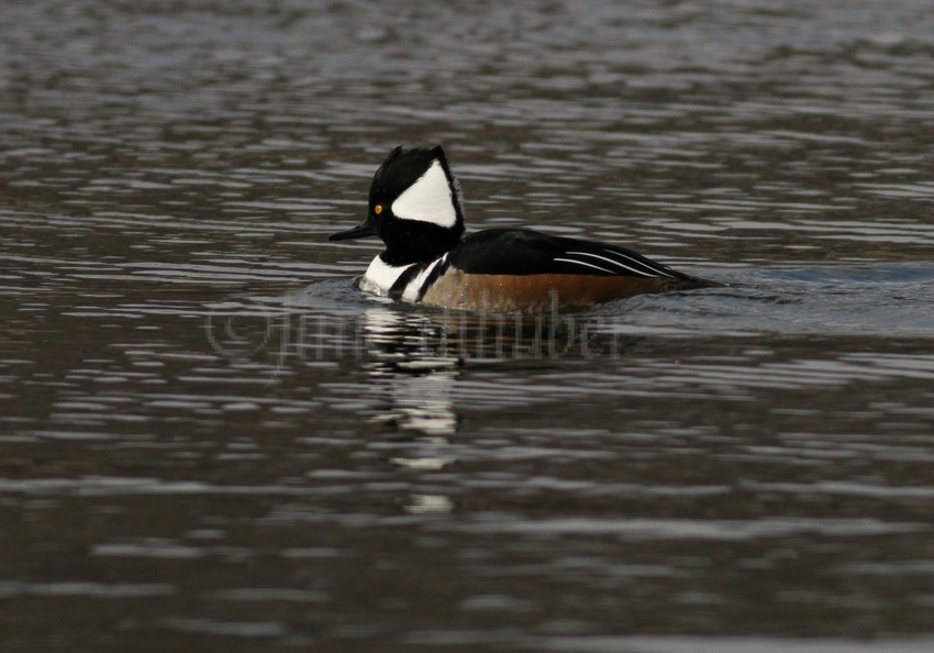 Hooded Merganser - M (crest up)