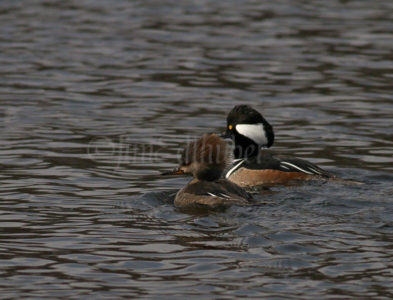 Hooded Merganser - M (crest down) - F