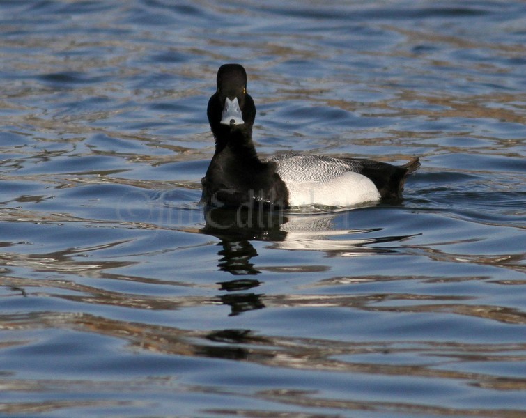 Lesser Scaup - Male